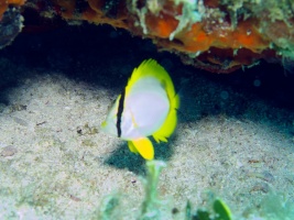 Juvenile Spotfin Butterflyfish IMG 3076